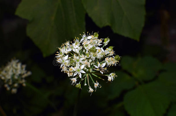 白色的花串关于<strong>蕨菜</strong>六瓣合叶子