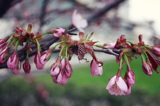 粉红色的樱花花.春季季节.某种语气的照片.