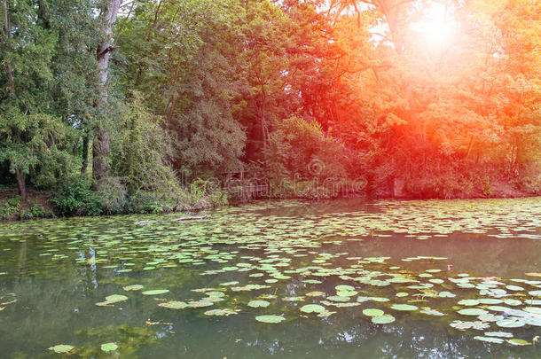 黄色的水百合花采用公园池塘采用阳光