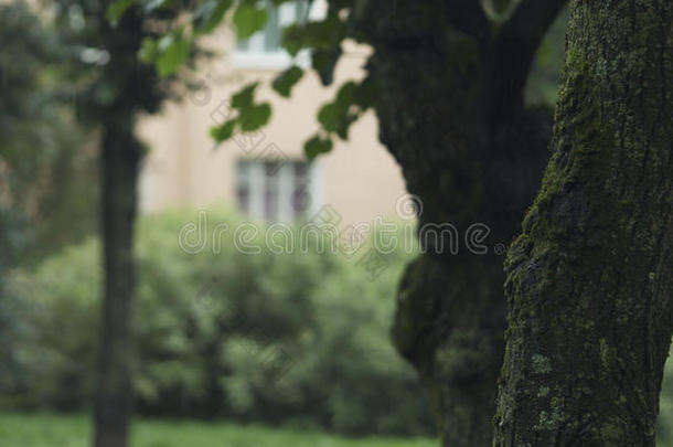 <strong>菩提</strong>树树在下面雨特写镜头