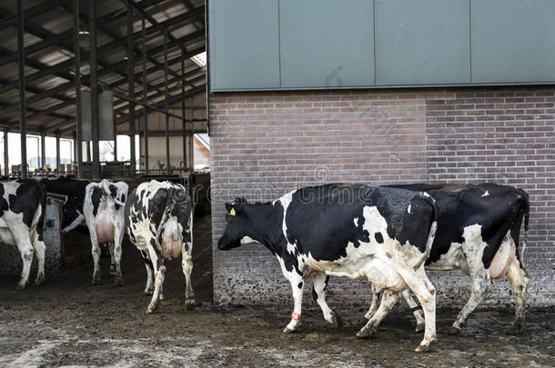 黑的和白色的荷兰的一种乳牛母牛进入谷仓关于农场采用holl和