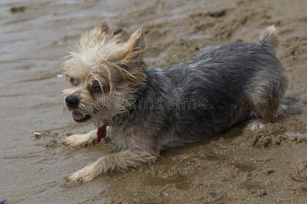 Yorkshireterrier约克夏犬演奏向指已提到的人海滩-股份照片