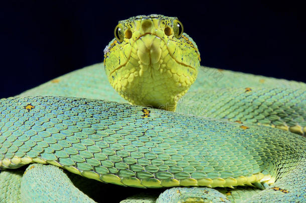 亚马逊河区的印第安人棕榈毒蛇,具窍蝮蛇属双线亚种双线亚种