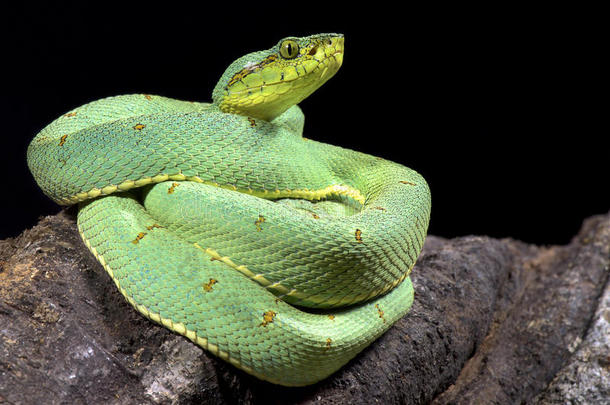 亚马逊河区的印第安人棕榈毒蛇,具窍蝮蛇属双线亚种双线亚种