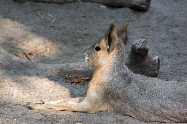 南美南端地方的巴塔哥尼亚野兔或长耳大野兔