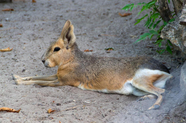 南美南端地方的巴塔哥尼亚野兔或长耳大野兔
