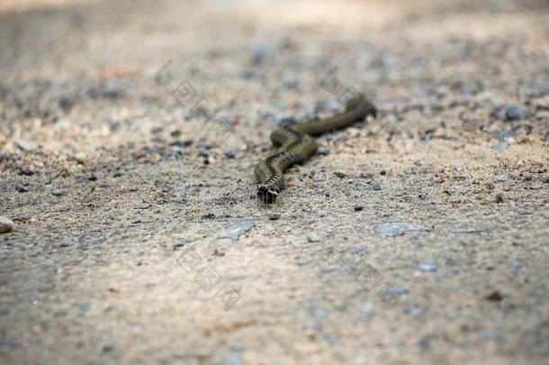 有毒的蛇蝰蛇采用灰色颜色和菱形