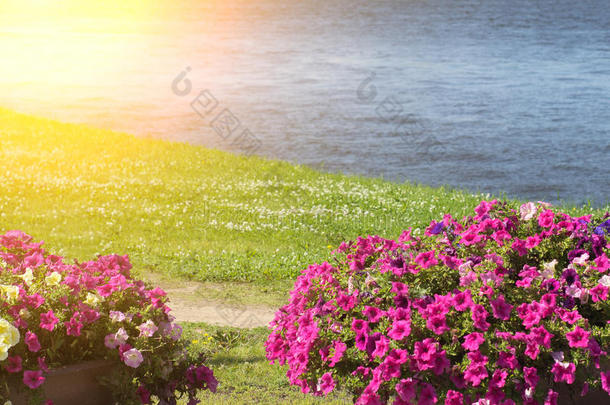 许多明亮的粉红色的花关于指已提到的人Surfium首次亮相