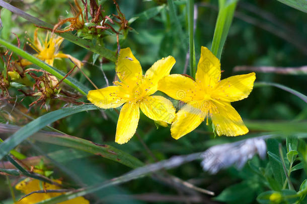 两个黄色的花芽地面草穿孔于SaoTomePrincipe圣多美和普林西比茅房`英文字母表的第19个字母-麦芽汁忧郁