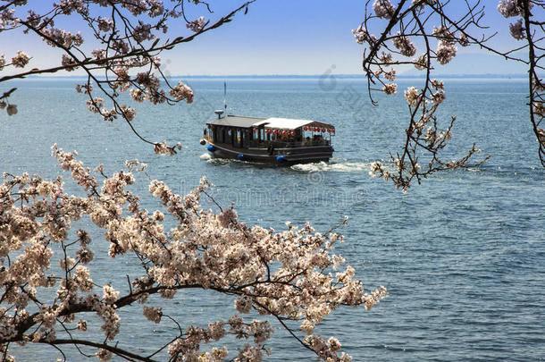 小船向湖琵琶湖和樱桃花
