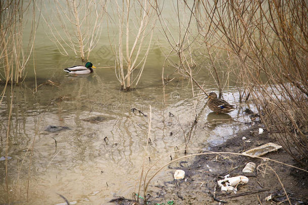 母亲鸭子和鸭子l采用g游泳采用污染河
