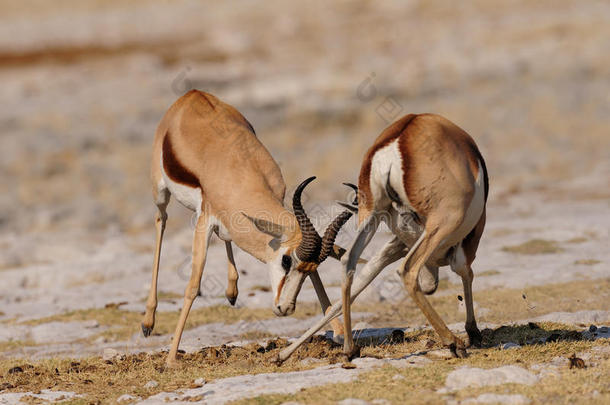巨无霸是战斗的,依多沙国家公园,纳米比亚