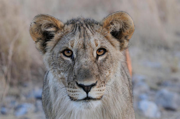 年幼的狮子看好奇的,依多沙国家公园,纳米比亚