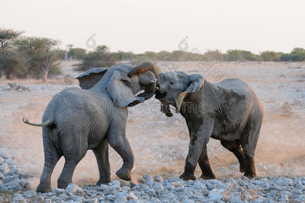 非洲的象战斗,依多沙国家公园,纳米比亚
