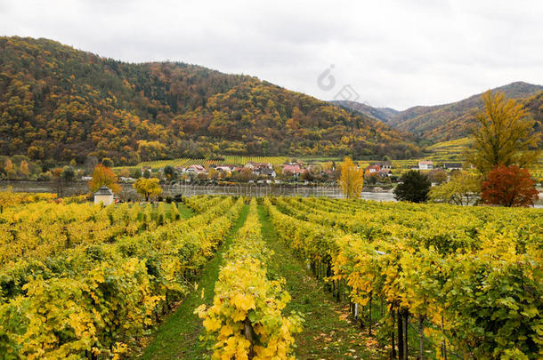 美丽的葡萄酒生长的向多瑙河河银行采用秋大约困难的