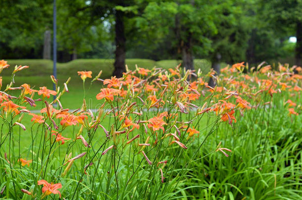 花<strong>床背景</strong>.