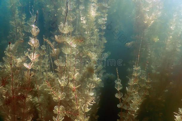 在水中的植物群.在水中的植物河,湖,池塘.