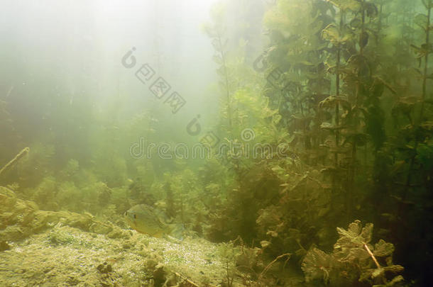 阳光在水中的淡水的植物群河,湖,池塘.冲浪