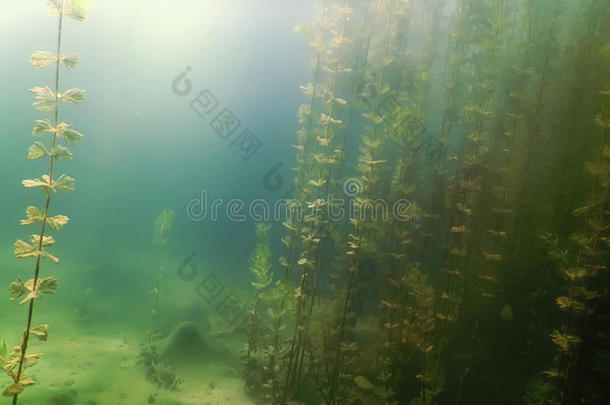 在水中的植物群.在水中的植物河,湖,池塘.