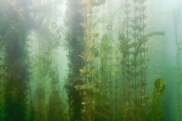 在水中的植物群.在水中的植物河,湖,池塘.