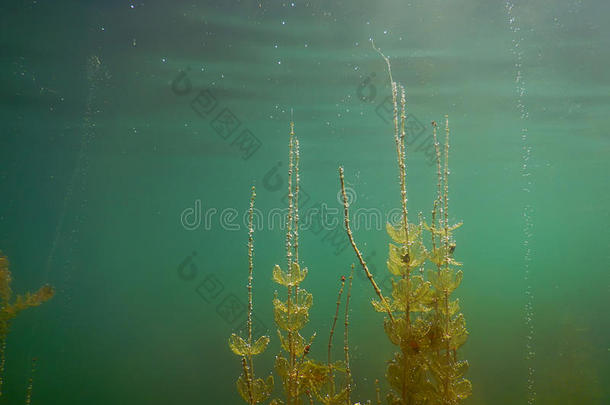 阳光在水中的淡水的植物群河,湖,池塘.冲浪