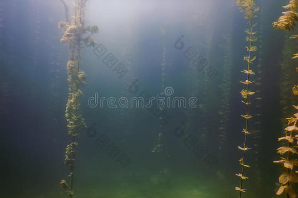 在水中的植物群.在水中的植物河,湖,池塘.