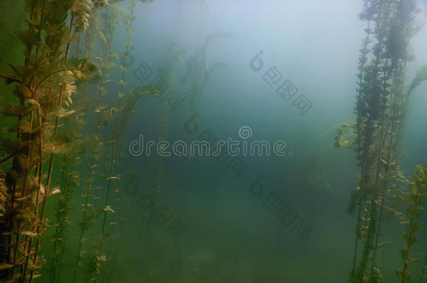 在水中的植物群.在水中的植物河,湖,池塘.