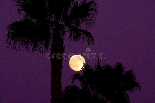 满的月亮采用一紫色的天