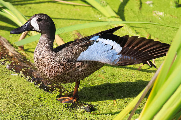 一蓝色-有翼的水鸭鸭子伸它`英文字母表的第19个字母翅膀