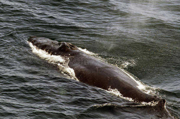 鲸使用它的呼吸孔