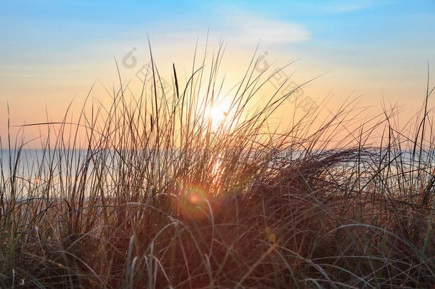 沙丘草采用指已提到的人日出在指已提到的人海滩