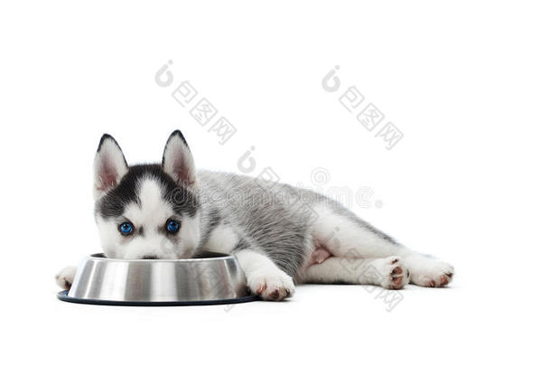 小狗西伯利亚的嗓子哑的狗说谎在旁边口采用大的盘子.