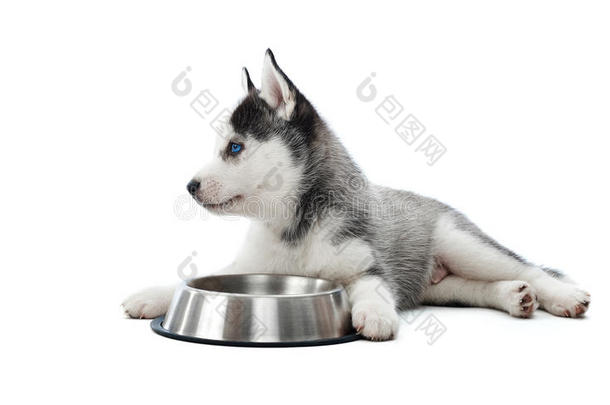 小狗关于西伯利亚的嗓子哑的狗说谎反对圆形的盘子.