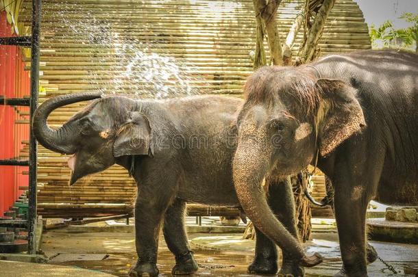 婴儿象使用他的树干<strong>溅起水</strong>在的时候等游泳在动物园