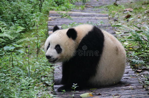 闹着玩的熊猫幼小的兽采用杜江岩熊猫基础,Ch采用a