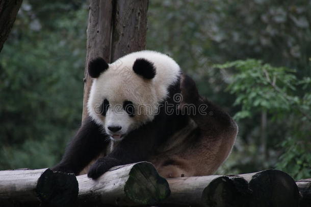 闹着玩的熊猫幼小的兽采用杜江岩熊猫基础,Ch采用a