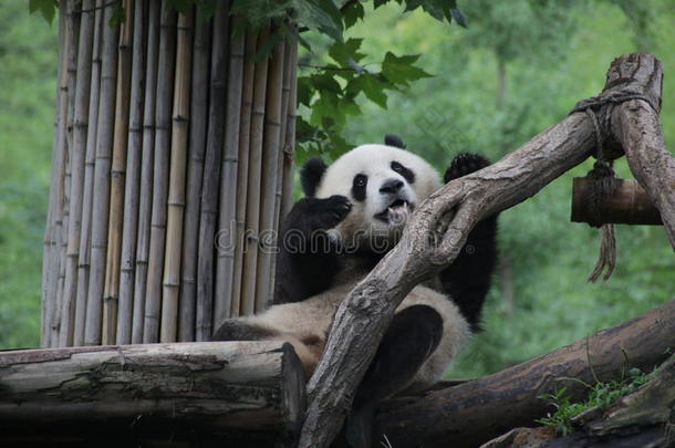 闹着玩的熊猫幼小的兽采用杜江岩熊猫基础,Ch采用a
