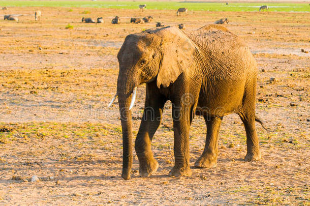 非洲的象采用自然的栖息地,塔朗吉尔国家的公园,int.谢谢