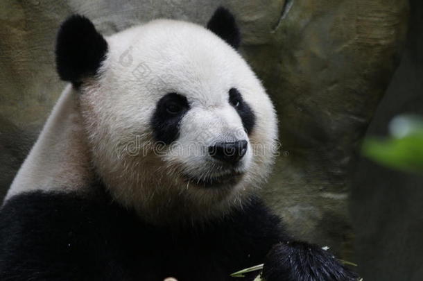 松软的巨人熊猫,成都熊猫基础,沥青