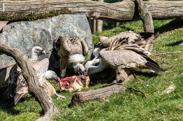 特写镜头关于组关于欧洲的秃鹫吃尸体关于肉