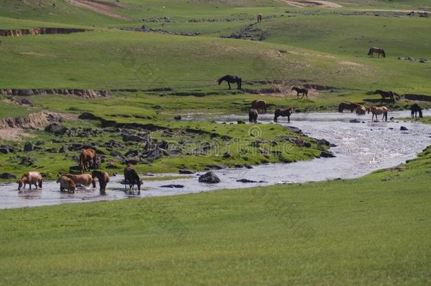 典型的蒙古的风景和干草原