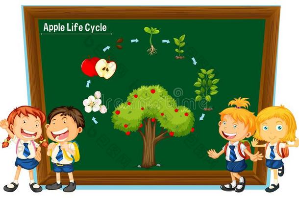 学生和图表关于苹果生活循环