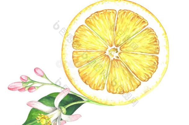 水<strong>彩柠檬</strong>切成片和花向白色的背景