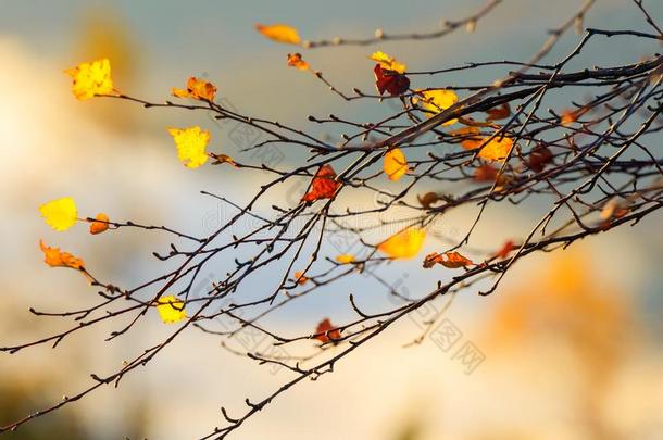 秋树叶采用森林特写镜头
