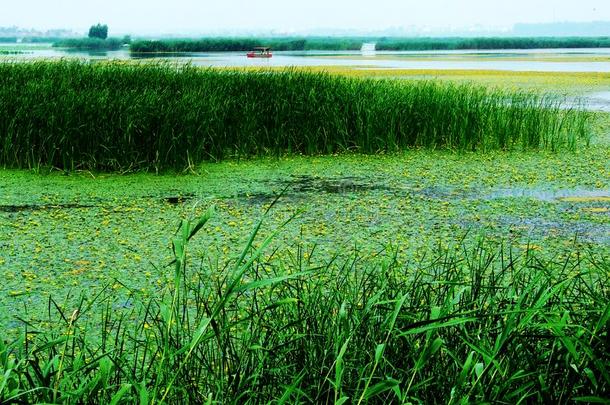 潮湿的土壤.湖水.水草.莲花根.花.