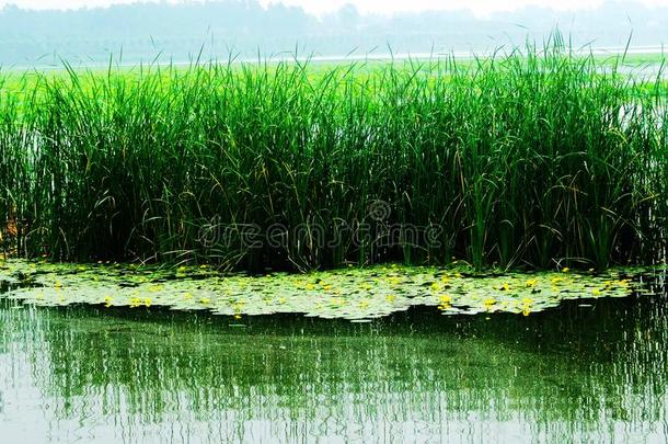 潮湿的土壤.湖水.水草.莲花根.花.