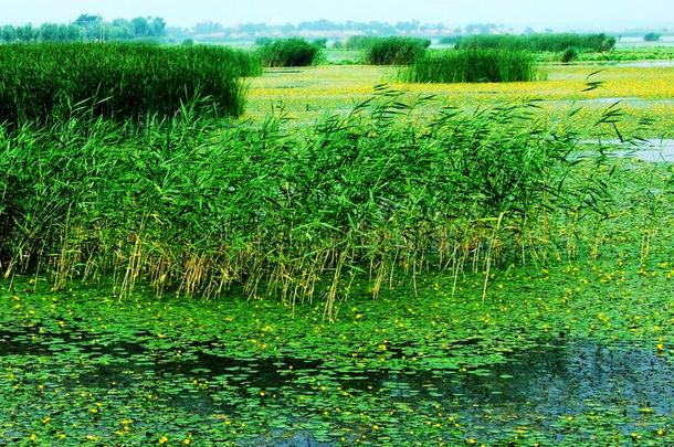 潮湿的土壤.湖水.水草.莲花根.花.