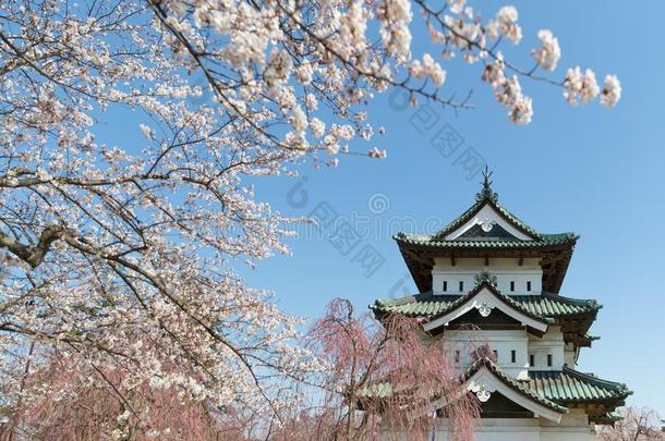 弘前城堡和樱花樱<strong>桃花树</strong>