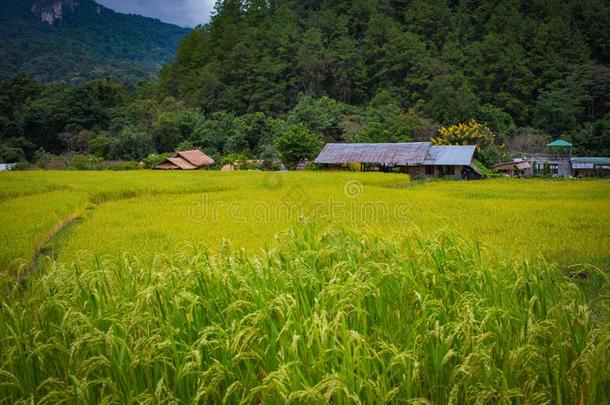 台地的稻田采用清迈,泰国