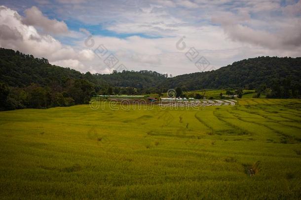 台地的稻田采用清迈,泰国